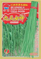 九天女神·早中熟品种
