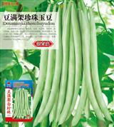 豆满架珍珠玉豆·四季豆