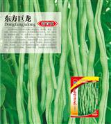 东方巨龙·四季豆