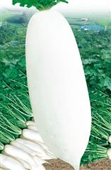 九斤王迟萝卜·萝卜