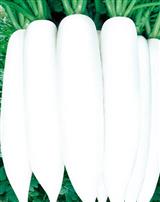 夏白玉萝卜·萝卜