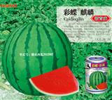 彩蝶麒麟·西瓜类