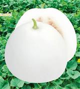 白雪香妃F1·甜瓜类