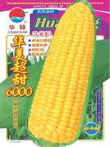 甜玉米