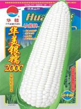 白糯玉米