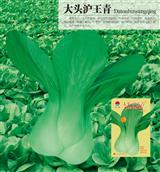 大头沪王青·青菜