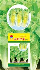 温州快菜336·青菜
