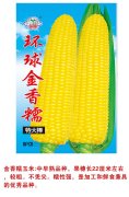 环球金香糯