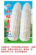 环球玉箭