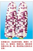 彩糯玉米