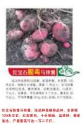 红宝石脱毒马铃薯