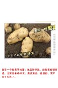 美早一号脱毒马铃薯