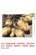 荷兰十五脱毒马铃薯