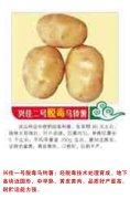 兴佳一号脱毒马铃薯