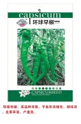 环球早椒