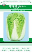 精华65白菜