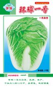 环球一号大白菜