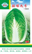 环球九号大白菜