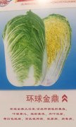环球金鼎大白菜​