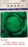 四季甘蓝