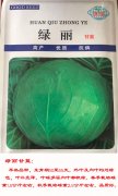 绿丽甘蓝