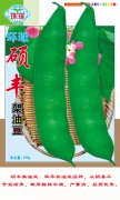 硕丰架油豆