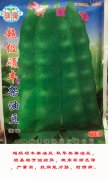超级硕丰架油豆