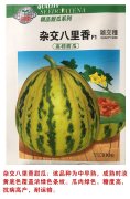 杂交八里香甜瓜