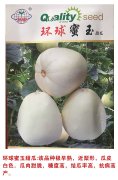 环球蜜玉甜瓜