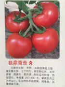 极鼎番茄
