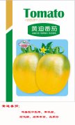 黄迪番茄