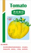 虎皮番茄