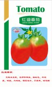 红迪番茄