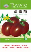 紫番茄