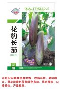 花豹长茄