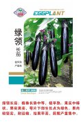 绿领长茄