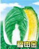 福中金白菜