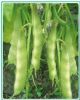 地豆天王