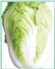 环春大白菜