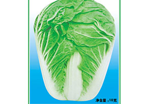 环球一号大白菜