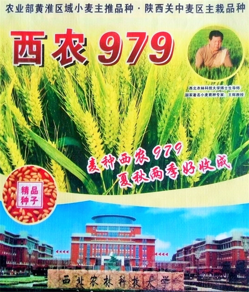西农979