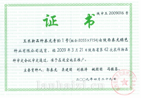 秦龙青贮1号