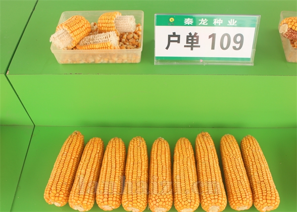 户单109