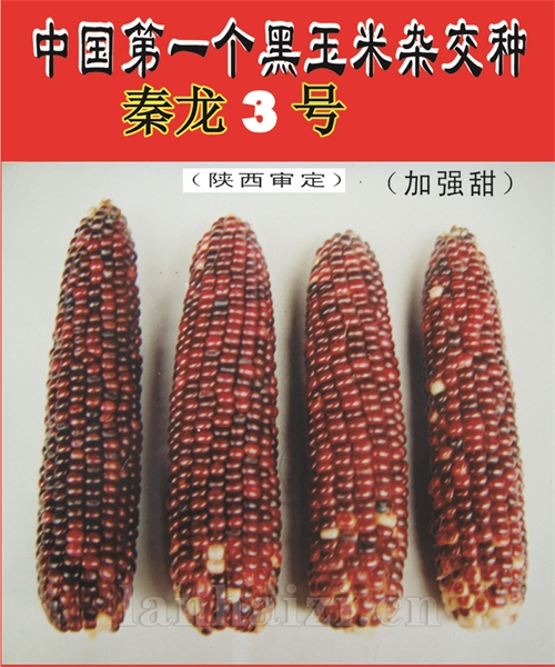 秦龙3号