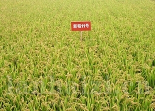 新稻11号