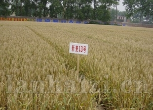 新麦13号