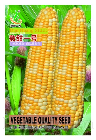 敦甜1号