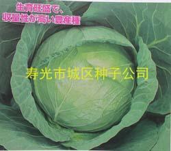 日本圣丰甘蓝
