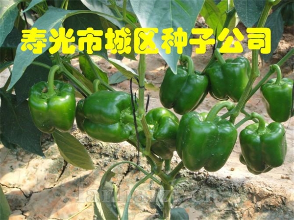 超威特厚皮甜椒种子