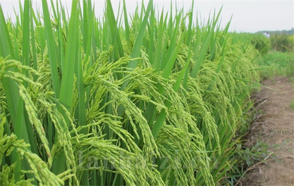 两优766